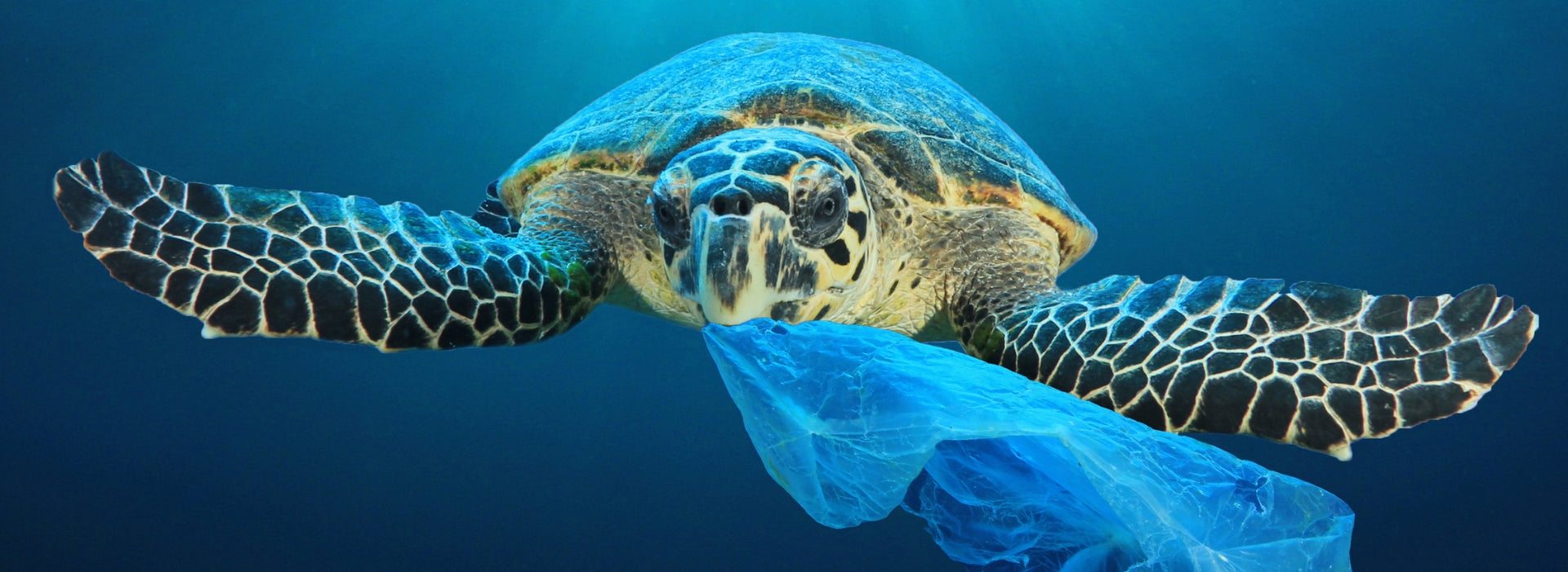 5 ways to reduce plastic pollution in the ocean