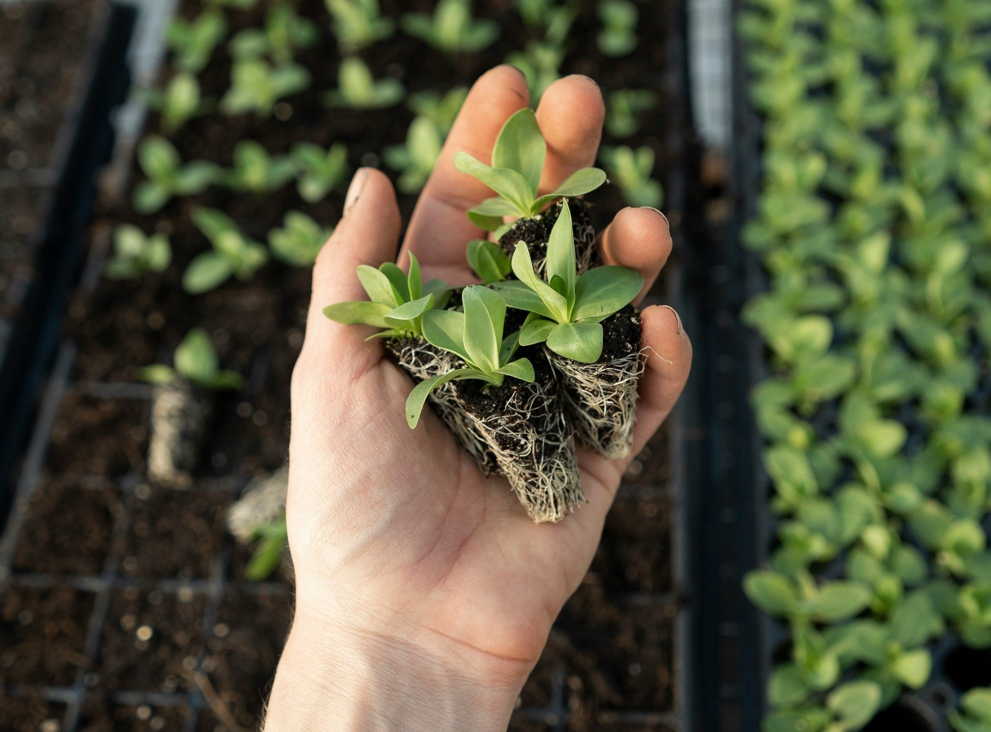 Someone's hand holding grass and earth