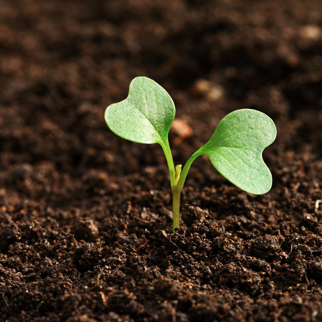 soil-with-plant-growing.jpg